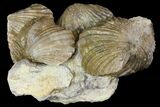 Fossil Brachiopod (Platystrophia) Cluster - Indiana #136615-1